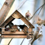 Vogelfutterhӓuser im Garten