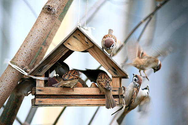 Vogelfutterhӓuser im Garten