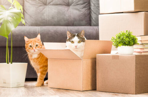 Umzug in die neue Wohnung