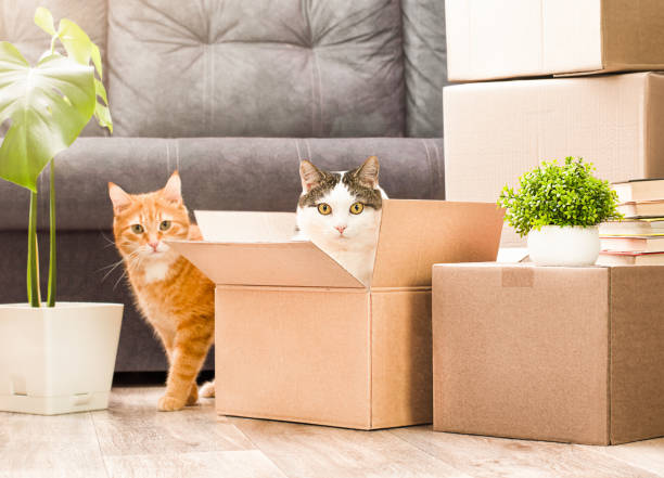 Umzug in die neue Wohnung